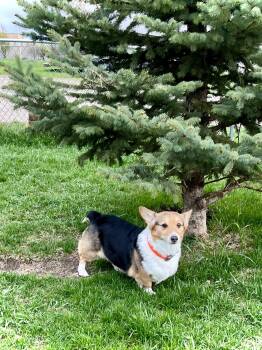 Baby -  Corgi Dog for Adoption in Estherville, Iowa - Baby | PetCurious