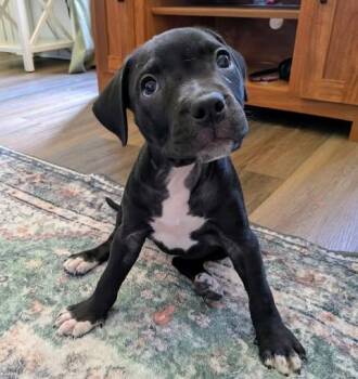 Pit Bull Terrier Dogs Available for Adoption in Wichita Falls, Texas - Thelma | PetCurious