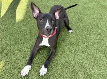 Pit Bull Terrier Dogs Available for Adoption - CARTIER | PetCurious