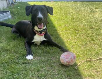 Cleo/Courtesy Post -  Golden Retriever Dog for Adoption in Medfield, Massachusetts - Cleo/Courtesy Post | PetCurious