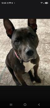 Dolly -  Staffordshire Bull Terrier Dog for Adoption in Maryville, Tennessee - Dolly | PetCurious