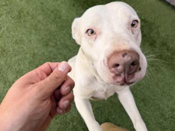 Labrador Retriever and Mixed Breed Dogs Available for Adoption - CHOCOLATE | PetCurious