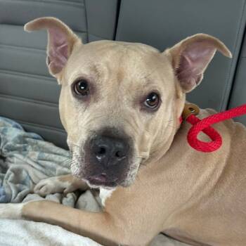 Rescue Pit Bull Terrier Dogs for Adoption in Sarasota, Florida - Baby | PetCurious