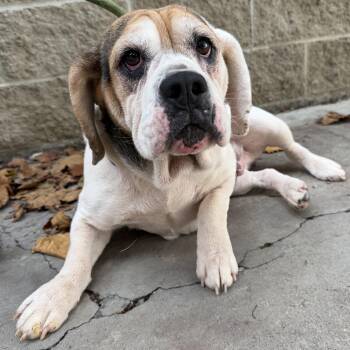 Apple Jack -  Beagle and Bulldog Dog for Adoption in Latrobe, Pennsylvania - Apple Jack | PetCurious