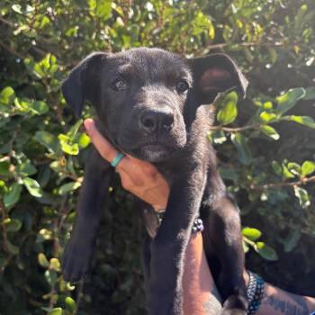 Pecan -  Labrador Retriever and Mixed Breed Dog for Adoption in Goleta, California - Pecan | PetCurious