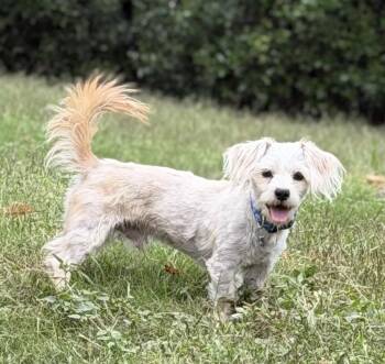 Toby -  Maltese Dog for Adoption in Sandy Springs, Georgia - Toby | PetCurious