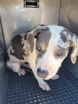 Rescue Pit Bull Terrier Dogs for Adoption in Lawrenceville, Georgia - Pen 145 | PetCurious