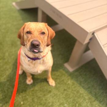 Lucky Joanna -  Labrador Retriever Dog for Adoption in West Chester, Pennsylvania - Lucky Joanna | PetCurious