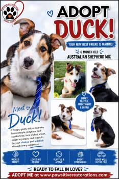 DUCK -  Australian Shepherd Dog for Adoption in Foxfield, Colorado - DUCK | PetCurious