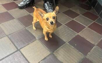 Bolt -  Miniature Pinscher Dog for Adoption in Creston, California - Bolt | PetCurious