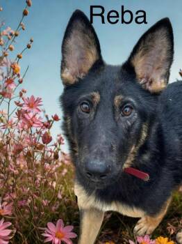 Reba -  German Shepherd Dog Dog for Adoption in Princeton, Indiana - Reba | PetCurious