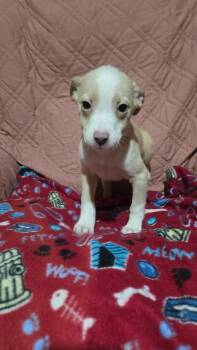 Terrier and Labrador Retriever Dogs Available for Adoption - Robin | PetCurious