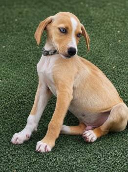 Tonka -  Chihuahua Dog for Adoption in Colorado Springs, Colorado - Tonka | PetCurious
