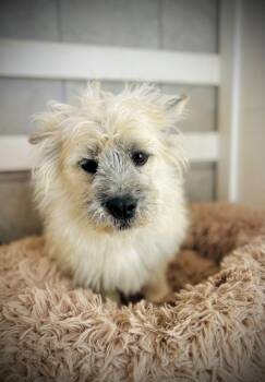 Terrier Dogs Available for Adoption - Jollie Jan 26 | PetCurious