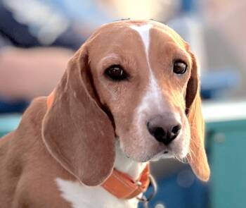 Ranger -  Beagle Dog for Adoption in Tomball, Texas - Ranger | PetCurious
