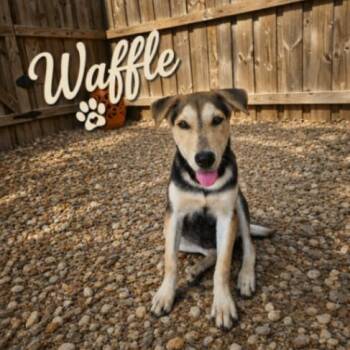 Waffle Osito -  German Shepherd Dog and Husky Dog for Adoption in Friendswood, Texas - Waffle Osito | PetCurious