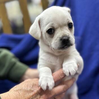 Pug and Chihuahua Dogs Available for Adoption - BASIL | PetCurious