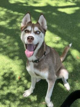 Alpine -  Husky Dog for Adoption in Lakeland, Florida - Alpine | PetCurious