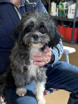 BEANIE -  Pekingese and Poodle Dog for Adoption in Rossford, Ohio - BEANIE | PetCurious