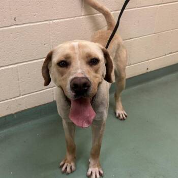 Mixed Breed Dogs Available for Adoption - Quest | PetCurious