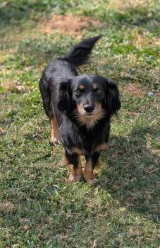 Rescue Dachshund Dogs for Adoption in Baton Rouge, Louisiana - Rudolph | PetCurious