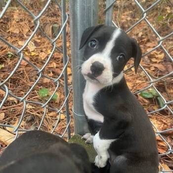 Rescue Boxer Dogs for Adoption in Quakertown, Pennsylvania - Demi | PetCurious