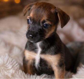Mickey -  Morkie and Chihuahua Dog for Adoption in Batesville, Arkansas - Mickey | PetCurious
