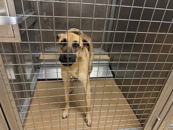 German Shepherd Dog Dogs Available for Adoption in Martinez, California - RAY | PetCurious