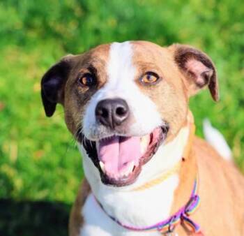 Biggby -  Mixed Breed Dog for Adoption in Hamilton, Ohio - Biggby | PetCurious
