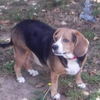 Beagle Dogs Available for Adoption in Gloucester, Virginia - Amelia | PetCurious