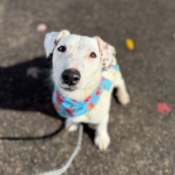 Rescue Jack Russell Terrier Dogs for Adoption in Newberg, Oregon - Coconut | PetCurious