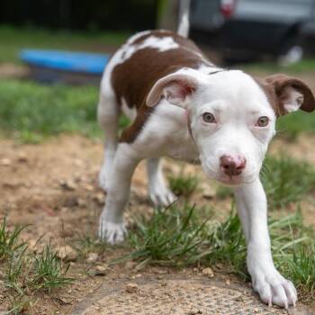 Isadora -  Pit Bull Terrier and Mixed Breed Dog for Adoption in Pawling, New York - Isadora | PetCurious