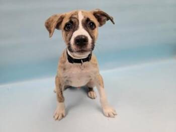 Graham -  American Staffordshire Terrier and Mixed Breed Dog for Adoption in Minneapolis, Minnesota - Graham | PetCurious
