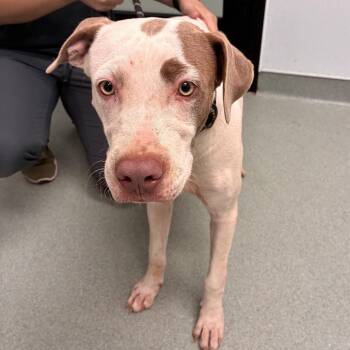 Chance -  Terrier and Mixed Breed Dog for Adoption in Abilene, Texas - Chance | PetCurious