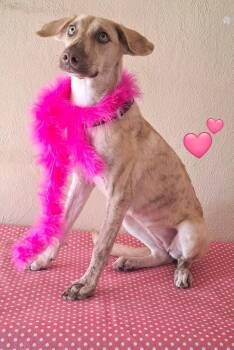 Daisy -  Weimaraner and Retriever Dog for Adoption in Ramona, California - Daisy | PetCurious