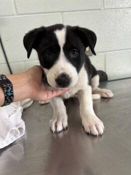 Border Collie and Mixed Breed Dogs Available for Adoption in Corpus Christi, Texas - BARKLEY | PetCurious