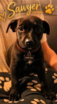 Labrador Retriever and Terrier Dogs Available for Adoption in El Dorado, Arkansas - Sawyer | PetCurious