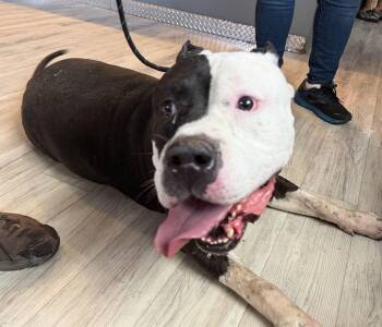 Raider -  American Bulldog Dog for Adoption in Canutillo, Texas - Raider | PetCurious