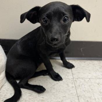 Kiki -  Chihuahua Dog for Adoption in Aberdeen, North Carolina - Kiki | PetCurious