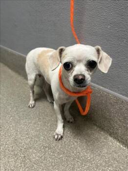 WHOLE WHEAT -  Chihuahua Dog for Adoption in Las Vegas, Nevada - WHOLE WHEAT | PetCurious