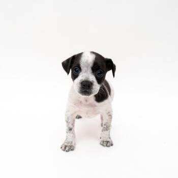 Chihuahua and Pit Bull Terrier Dogs Available for Adoption - Feta | PetCurious