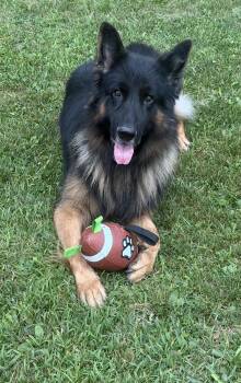 Bruno -  German Shepherd Dog Dog for Adoption in Rockford, Illinois - Bruno | PetCurious
