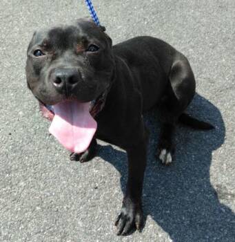 Rescue Mixed Breed Dogs for Adoption in West Chester, Pennsylvania - Piglet | PetCurious