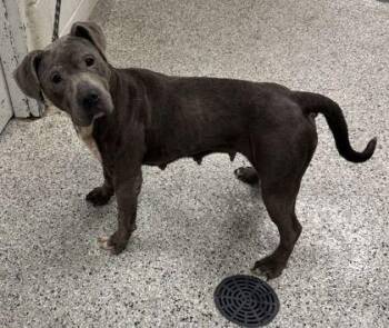 Leighton -  Pit Bull Terrier and Mixed Breed Dog for Adoption in Kansas City, Missouri - Leighton | PetCurious
