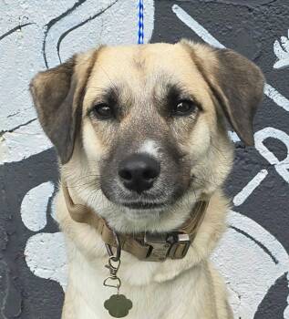 London -  Shepherd and Labrador Retriever Dog for Adoption in Newport, Tennessee - London | PetCurious