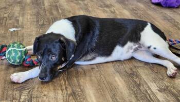 Tinsel -  Beagle and Labrador Retriever Dog Available for Adoption in Troy, Alabama - Tinsel | PetCurious
