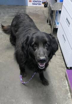 Labrador Retriever Dogs Available for Adoption in Evansville, Indiana - Ballet | PetCurious