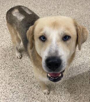 Sinatra -  Great Pyrenees Dog for Adoption in Little Rock, Arkansas - Sinatra | PetCurious