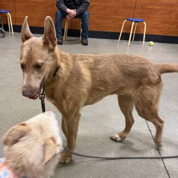 Husky Dogs Available for Adoption in Anchorage, Alaska - Mac | PetCurious