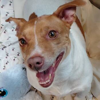 Rosie Heart -  Jack Russell Terrier Dog for Adoption in Philadelphia, Pennsylvania - Rosie Heart | PetCurious
